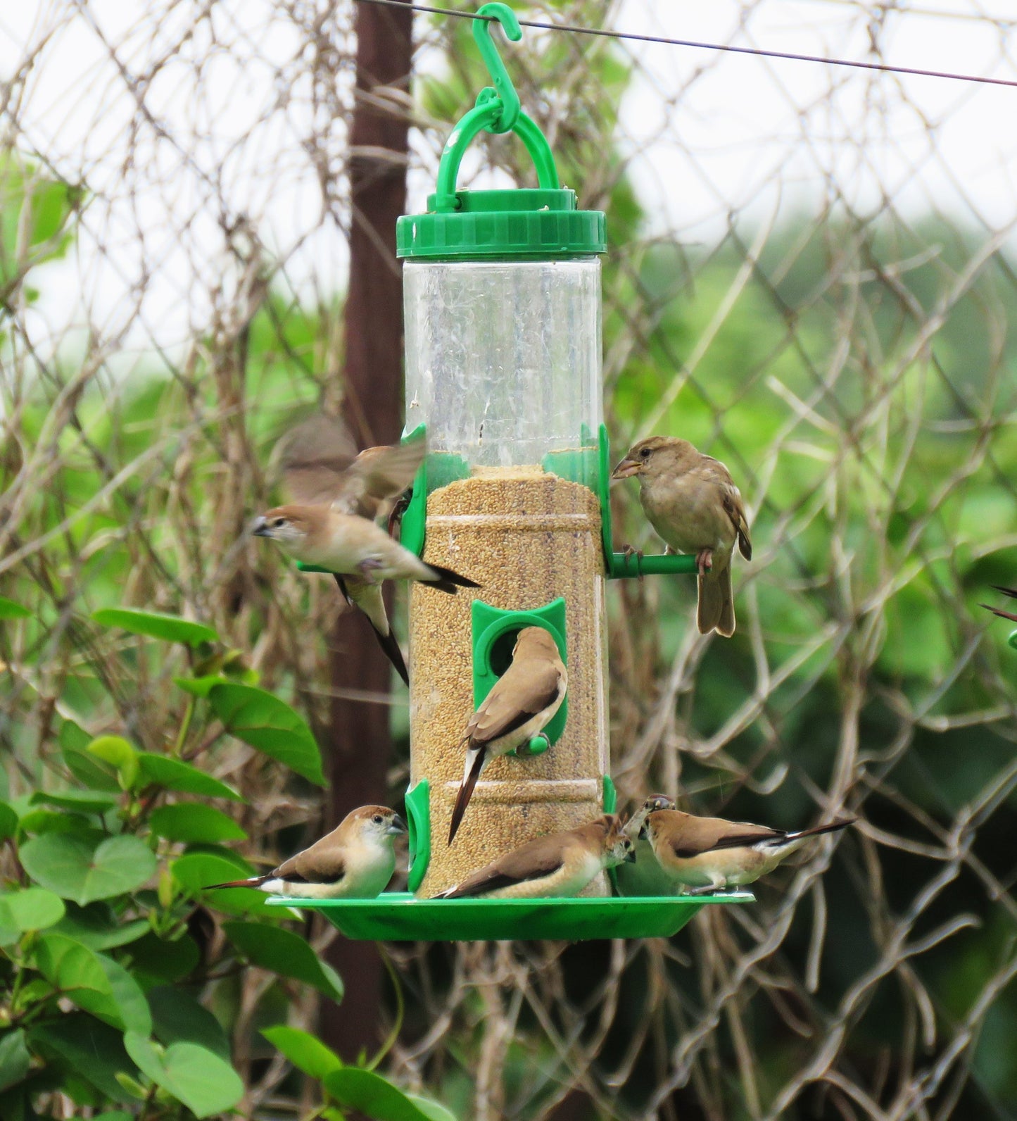 🔥HOT SALE 49% OFF🐦Squirrel-Proof Bird Feeder💥Buy 2 And Save More