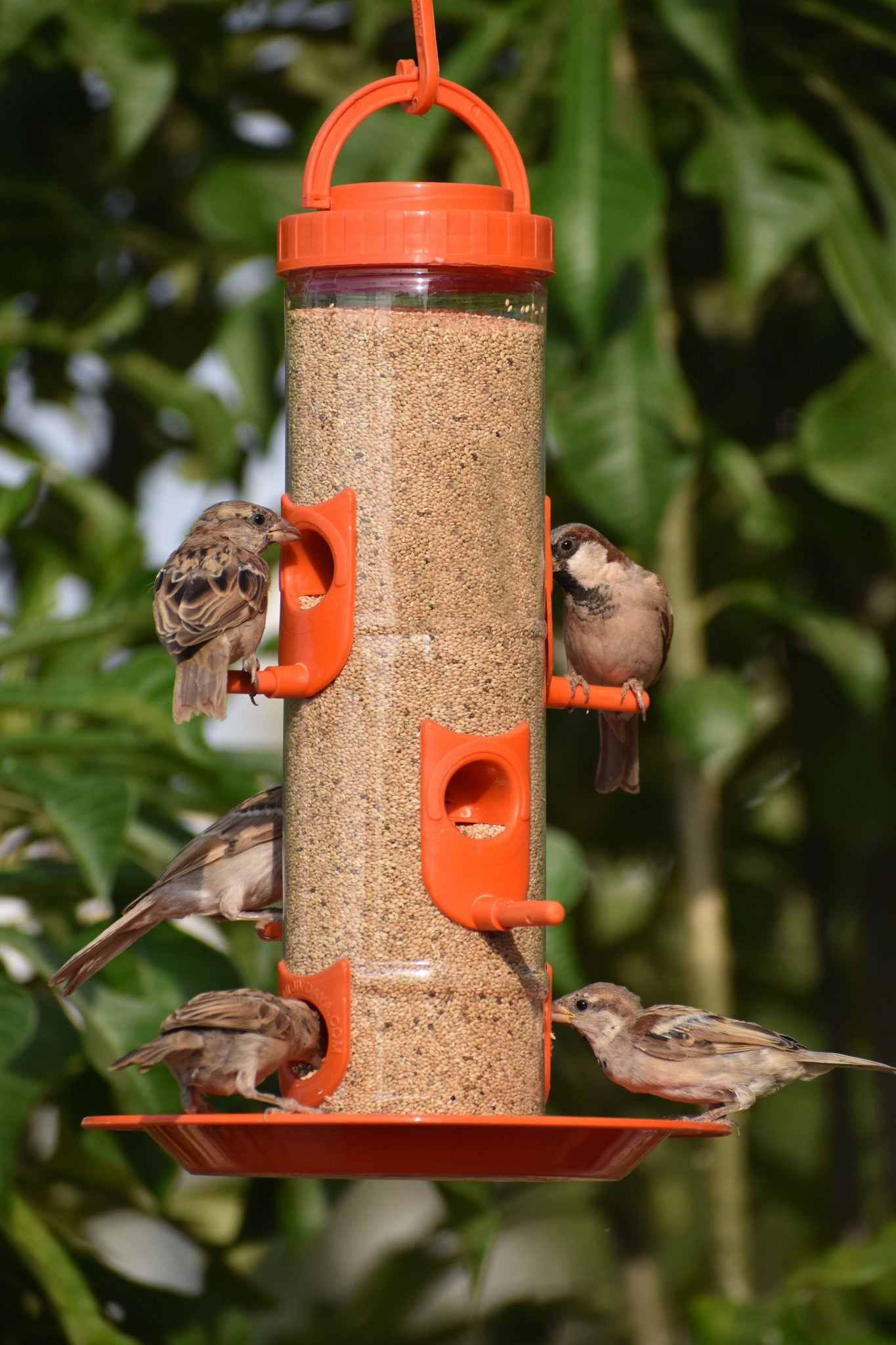 🔥HOT SALE 49% OFF🐦Squirrel-Proof Bird Feeder💥Buy 2 And Save More